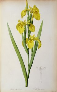 Iris Pseudacorus, from 